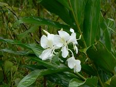 Orchidée